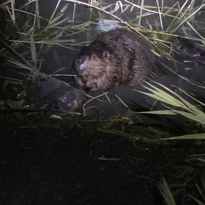 Meet your Posher, Sean